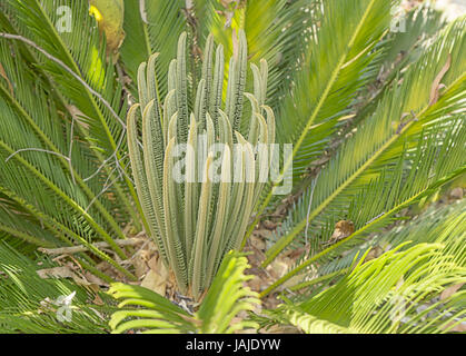 Plantes indigènes australiens gros plan de cycadales avec feuilles de palmier et frondes Banque D'Images