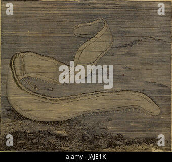 'Peu de gens dans les plumes et de la fourrure, et d'autres en ni' (1875) Banque D'Images