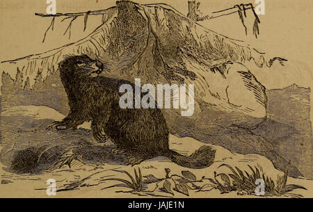 'Peu de gens dans les plumes et de la fourrure, et d'autres en ni' (1875) Banque D'Images