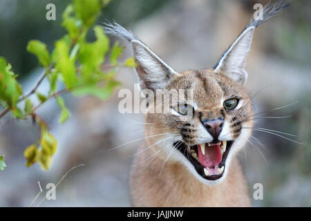 Caracal en colère, la Namibie. Banque D'Images