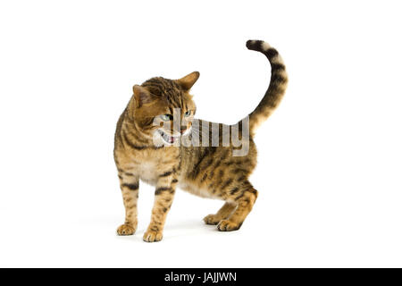 Bengale,Brown spotted tabby,fond blanc, Banque D'Images