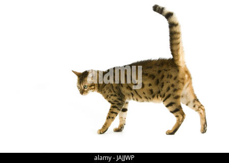 Bengale,Brown spotted tabby,fond blanc, Banque D'Images