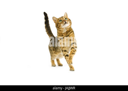 Bengale,Brown spotted tabby,fond blanc, Banque D'Images