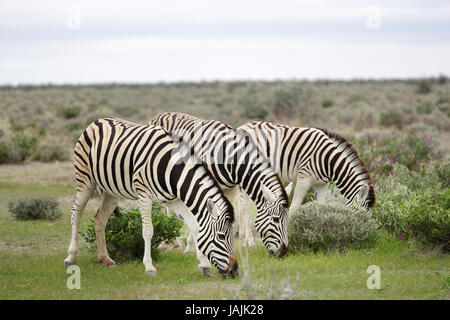 Groupe de zèbres broutant dans les gass dans Etosha NP, la Namibie. Banque D'Images