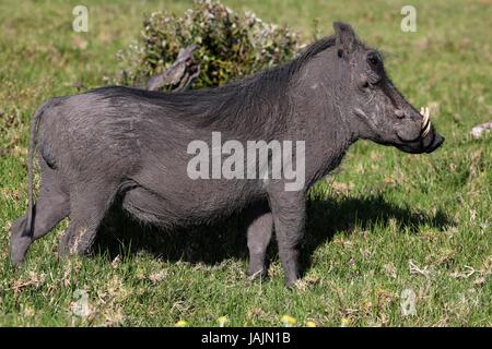 Un vilain phacochère debout dans l'herbe Banque D'Images