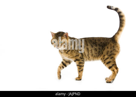 Bengale,Brown spotted tabby,fond blanc, Banque D'Images