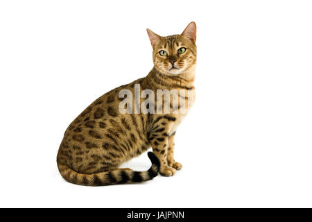 Bengale,Brown spotted tabby,fond blanc, Banque D'Images