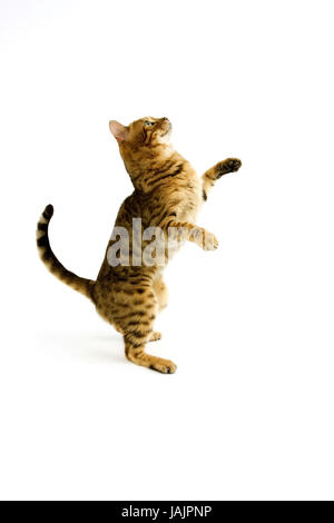 Bengale,Brown spotted tabby,fond blanc,stand,jambes de derrière, Banque D'Images