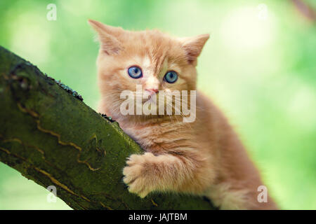 Chaton roux assis sur un arbre dans le jardin Banque D'Images