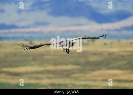 Sparrow Hawk's vulture Gyps rueppellii,vol,,Kenya, Banque D'Images