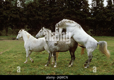 Des chevaux lipizzans,étalon et mare,l'accouplement, Banque D'Images