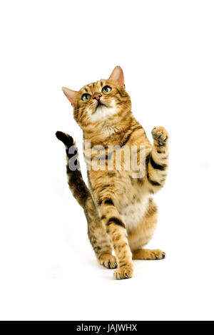 Bengale,Brown spotted tabby,fond blanc, Banque D'Images