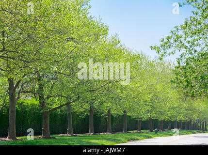 Rue bordée d'arbres dans les Hamptons, East Hampton, NY Banque D'Images