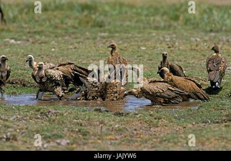 L'Epervier,vautours Gyps rueppellii,groupe,mare,ont une baignoire,Kenya, Banque D'Images