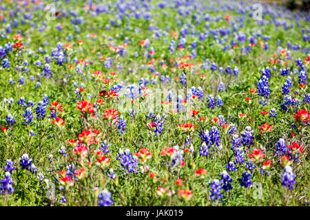 Fleurs sauvages en montagne du Texas Banque D'Images