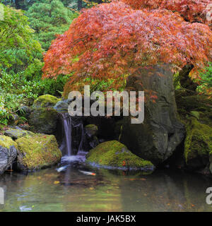 Japonais rouge Érable Laceleaf cascade sur l'étang avec des poissons Koi Banque D'Images