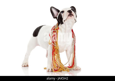 Adorable Bouledogue Français portant des bijoux sur fond blanc. Bouledogue français puppy portrait sur fond blanc Banque D'Images