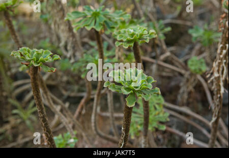 Aeonium spathulatum. C'est une espèces de plantes à fleurs de plante tropicale avec des feuilles dans le genre Aeonium cactées dans la famille des Crassulaceae. Aeonium spathulatum est endémique à El Hierro, La Palma, La Gomera, Tenerife et Gran Canaria dans les îles Canaries. Banque D'Images