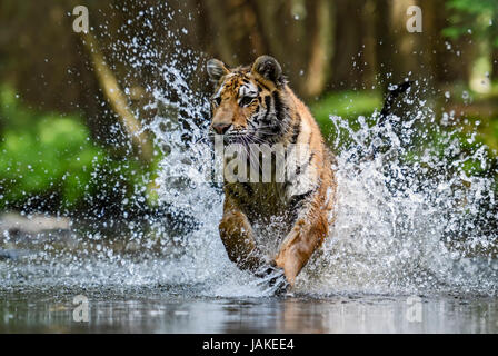 La chasse au tigre de Sibérie dans la rivière Banque D'Images