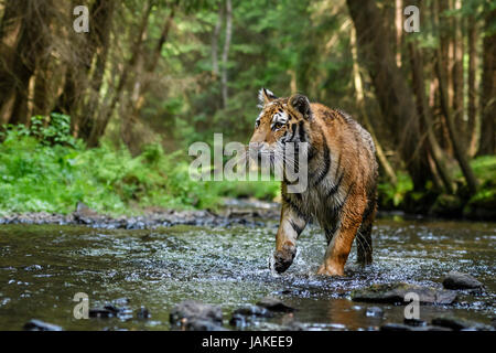 Siberian Tiger walking dans la rivière Banque D'Images