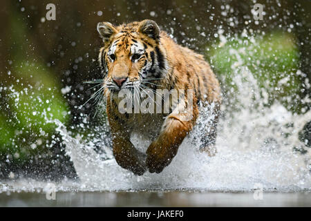 La chasse au tigre de Sibérie dans la rivière Banque D'Images