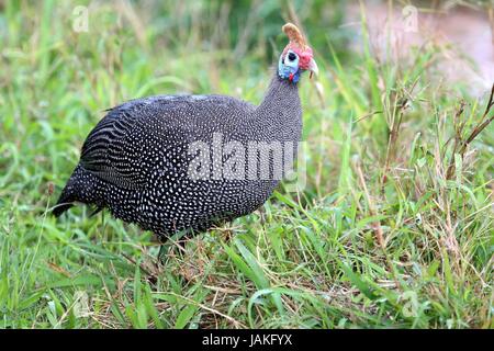 Belle Pintade pintade casquée ou oiseau blanc avec plumes tachetées. Banque D'Images