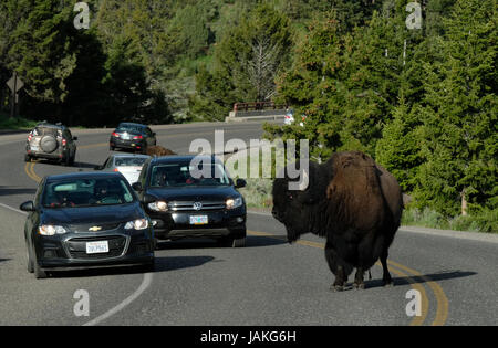 Un North American Bison provoque un embouteillage comme il traverse la route principale à travers la vallée de Lamar, Yellowstone National Park, Wyoming, USA. Banque D'Images