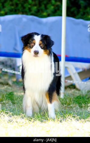 Un jeune, sain, beau, noir, blanc et rouge Berger Australien chien debout sur l'herbe à la très calme et adorable. Aussie les chiens sont très bonnes et de sauvetage de chiens-guides. Banque D'Images