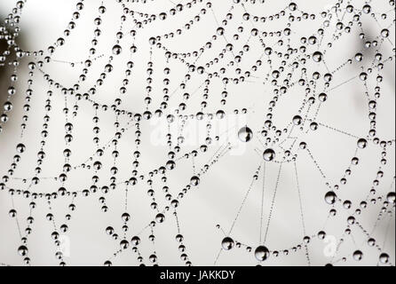 Morgentau im Netz von Spinne / la rosée du matin sur une toile d'araignée Banque D'Images