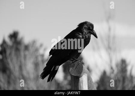 Close up d'un corbeau perché sur une clôture en noir et blanc. Photographié avec une faible profondeur de champ à partir de ci-dessous. Banque D'Images