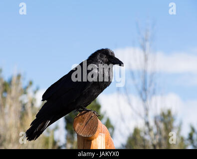 Close up d'un corbeau perché sur une clôture avec plumes noires brillant dans la lumière du soleil. Photographié avec une faible profondeur de champ à partir de ci-dessous. Banque D'Images