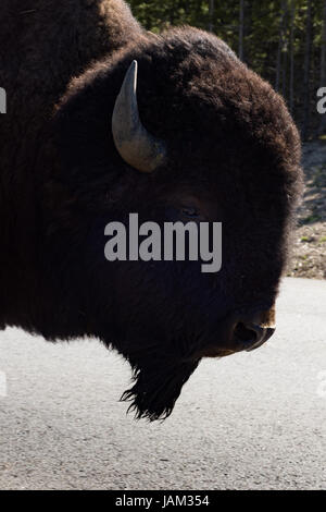 Close up d'un profil d'un bison avec son épais pelage brun. Photographié dans le Parc National de Yellowstone. Banque D'Images