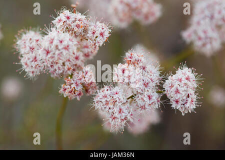 Californie le sarrasin (Eriogonum fasciculatum) fleurs - désert de Mojave, Californie, USA Banque D'Images