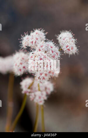 Californie le sarrasin (Eriogonum fasciculatum) fleurs - désert de Mojave, Californie, USA Banque D'Images