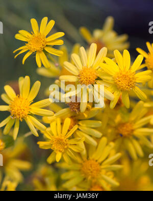 Fleurs de Brittlebush (Encelia farinosa) - désert de Mojave, Californie États-Unis Banque D'Images
