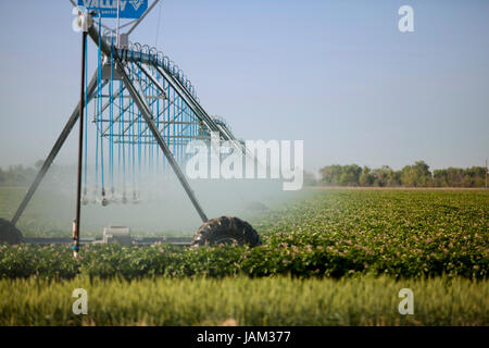 L'irrigation agricole système de gicleurs utilisés dans une ferme commerciale - le Centre de la Californie USA Banque D'Images