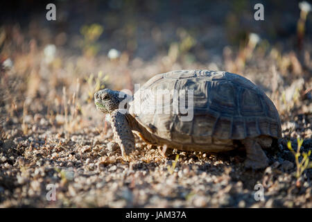 La tortue du désert de Mojave (Gopherus agassizii) dans son habitat naturel - désert de Mojave, Californie, USA Banque D'Images