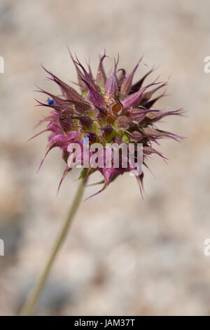 La plante de Chia (Salvia columbariae) croît dans son habitat naturel - désert de Mojave, Californie Etats-Unis Banque D'Images