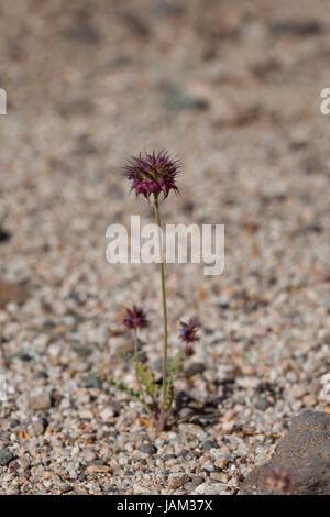 La plante de Chia (Salvia columbariae) croît dans son habitat naturel - désert de Mojave, Californie Etats-Unis Banque D'Images