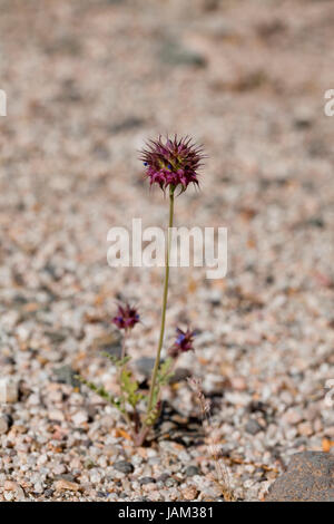 La plante de Chia (Salvia columbariae) croît dans son habitat naturel - désert de Mojave, Californie Etats-Unis Banque D'Images