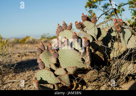 Les fruits des cactus de castor aka figuiers de Barbarie (Optuntia) - California USA Banque D'Images