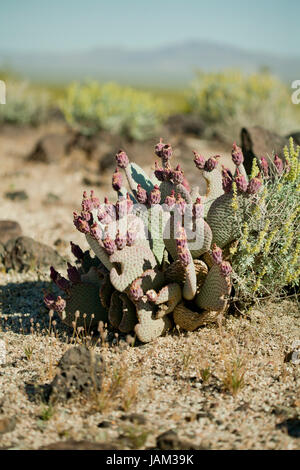 Les fruits des cactus de castor aka figuiers de Barbarie (Optuntia) - California USA Banque D'Images