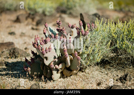 Les fruits des cactus de castor aka figuiers de Barbarie (Optuntia) - California USA Banque D'Images