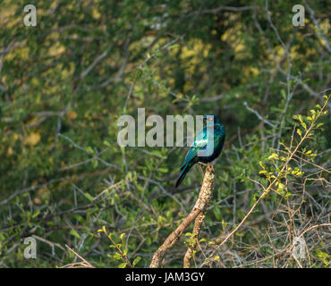 Une étoile plus bleue, Lamprotornis chalybaeus, perchée sur la branche, Parc national du Grand Kruger, Afrique du Sud Banque D'Images