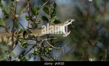 Dispholidus typus Boomslang (femelle) avec la bouche ouverte montrant retour fang, Moremi, Botswana Banque D'Images