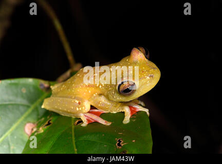 Red-Grenouille palmés (Hypsiboas rufitelus) assis sur feuille, à la nuit, le Costa Rica, Mars Banque D'Images