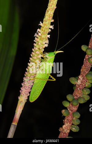 Licorne sauterelle (Copiphora rhinoceros) Costa Rica, Mars Banque D'Images