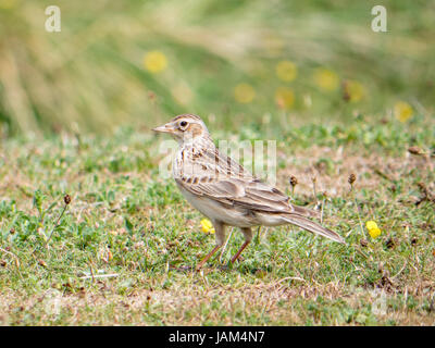 Une Skylark (Alauda arvensis) en quête de nourriture sur les dunes de sable de Warren Talacre, au nord du Pays de Galles. Banque D'Images