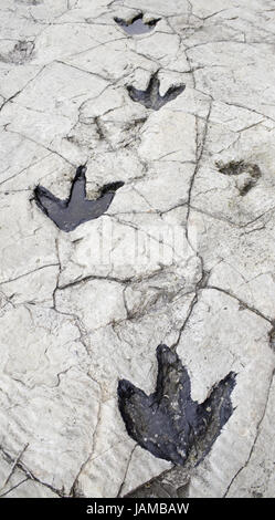 Empreintes de dinosaures dans la pierre sur la roche, de la civilisation et de l'histoire Banque D'Images