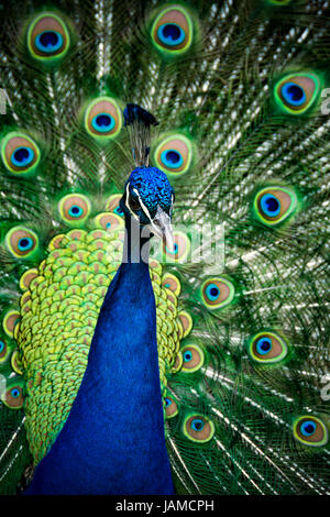 Peacock montrant en plumage complet close up coloré Banque D'Images